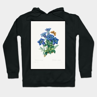 Flower painting, Gentiana Acaulis by Pierre-Joseph (1759–1840) Hoodie